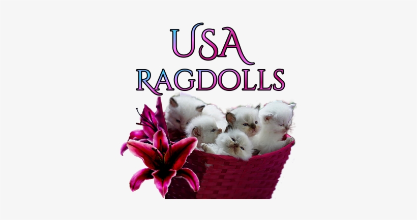 Ragdoll, transparent png #3122871