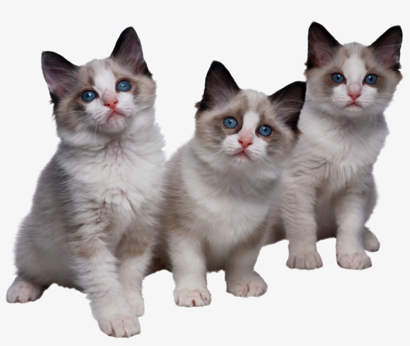 Cat Png - Kittens, transparent png #3123033