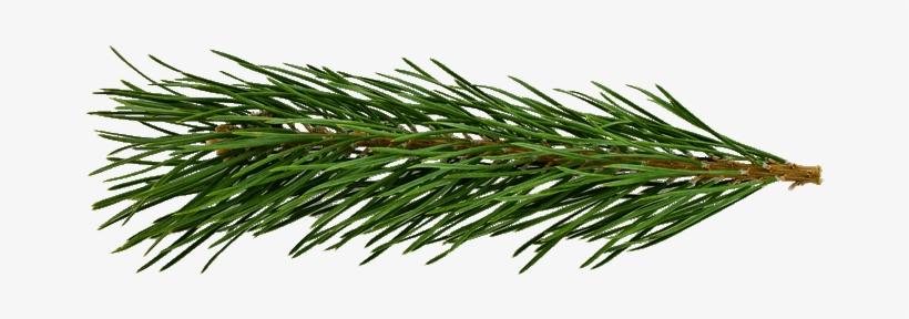Carol Of The Bells - Pine Needle Transparent, transparent png #3124771