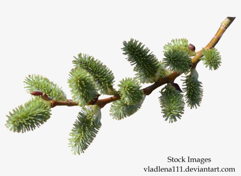 Branch Spring Png - Branch Of Pine Needles Png, transparent png #3124877