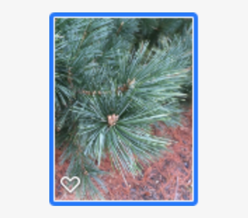 Limber Pine, Van Der Wulf Pine By Lisa Hair - White Pine, transparent png #3125304