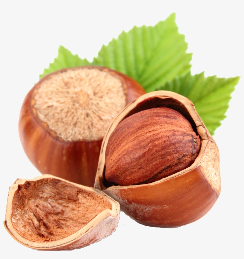 Today - Hazelnut Seeds, transparent png #3125396