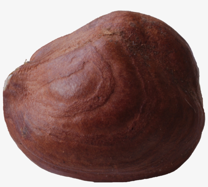 File - Hazelnut-macro - Wikimedia Commons, transparent png #3125801