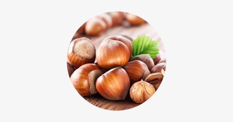 Hazelnut - Hazelnut Tree Bhutan, transparent png #3126376