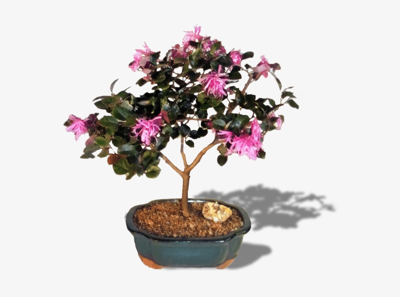 Flowering Bonsai Tree - Bonsai Boy Flowering Chinese Fringe Tree (loropetalum, transparent png #3127075