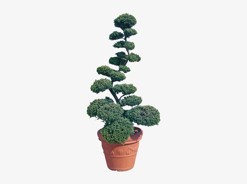 Ilex Crenata Kinme - Ilex Crenata Bonsai Prezzo, transparent png #3127161