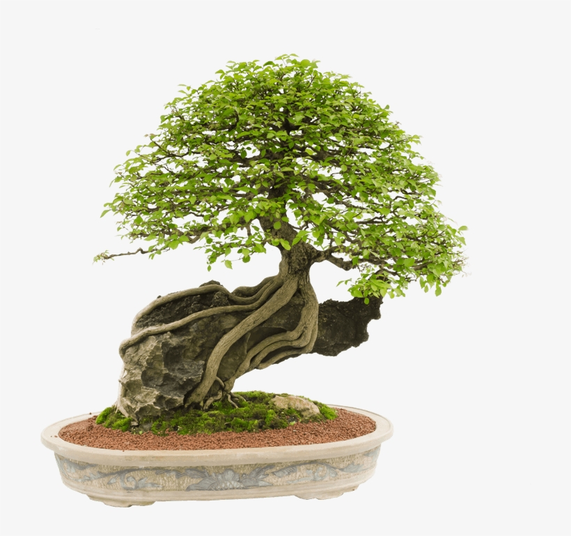 Fundo Recortado Reduzida Kraken - Bonsai, transparent png #3127210