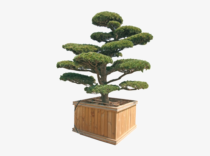 Pinus Penthaphylla, Parviflora E Thunbergii - Ilex Crenata Kinme Bonsai, transparent png #3127256