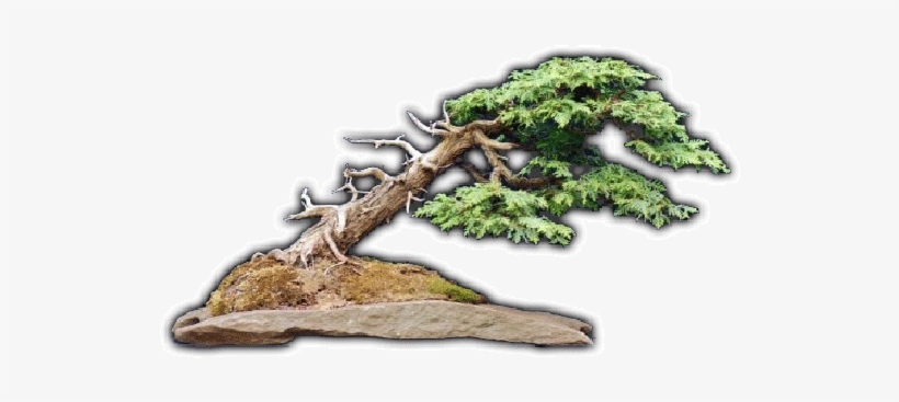 Welcome To The Bonsai Society At Royal Botanical Gardens - Pond Pine, transparent png #3127277