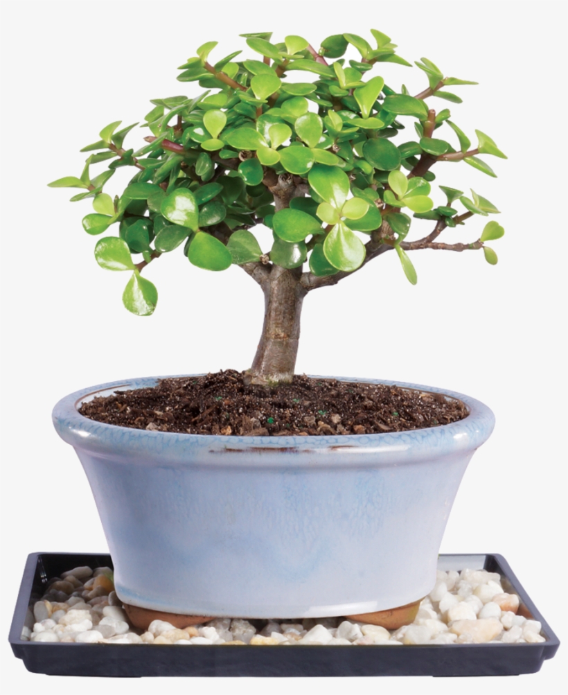 Brussel's Bonsai Jade Bonsai Tree, transparent png #3127299