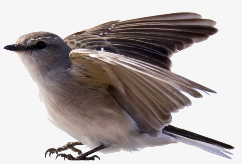 Australasian Robin - Transparent Robin Bird, transparent png #3127582