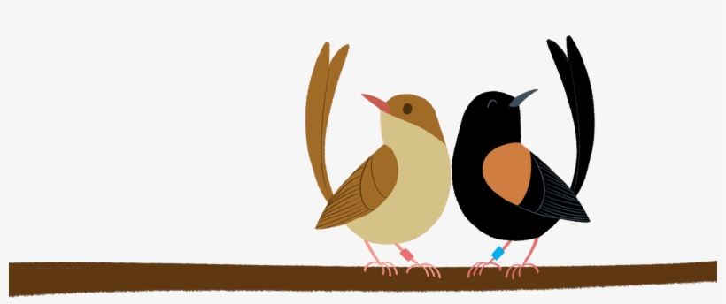 Average Of Twice As Many Young But Only In The Nests - Old World Flycatcher, transparent png #3127810