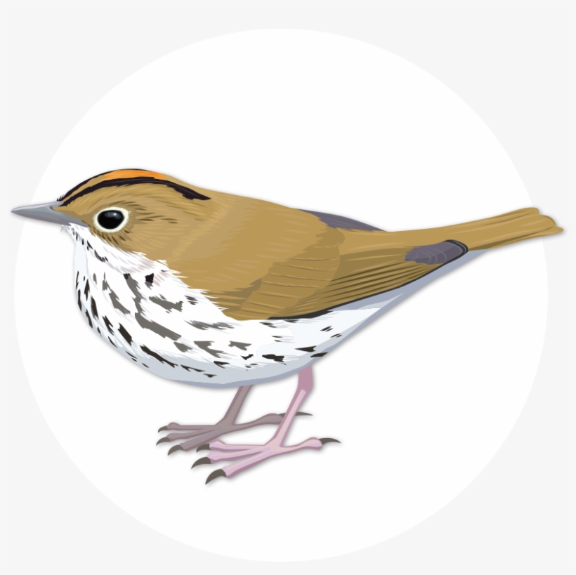 Ovenbird - Wood Thrush, transparent png #3127832