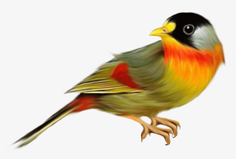 Free Png Birds Png Images Transparent - Finch Bird Png, transparent png #3127875