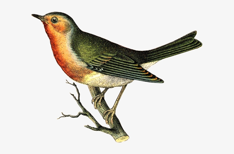 Bird Illustration - Sei 1 Hour Album Scrapbook Kit 12"x12"-brentwood, transparent png #3127929