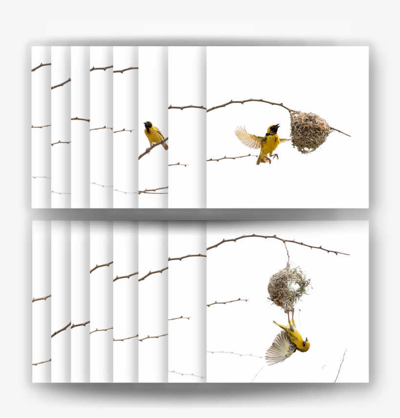 The Weaver Bird, Complete Set Of 16 Prints Dirk Hobman, transparent png #3127972