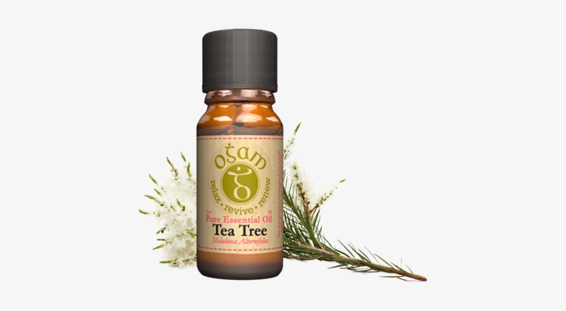 Ogam Tea Tree Pure Essential Oil - Tea Tree Essential Oil 100% Pure Therapeutic Grade, transparent png #3128273