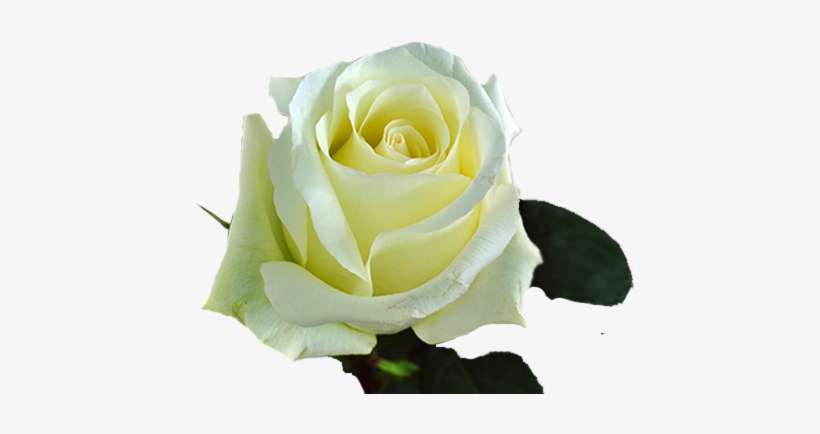 White Roses - Alba - Blizzard - Floribunda, transparent png #3128662