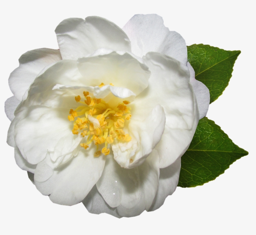 Flower, White, Camellia, Bloom, Garden - White Camellia Png, transparent png #3128824