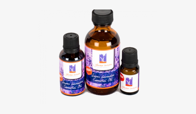 Lavender Essential Oil - Lavender, transparent png #3129186