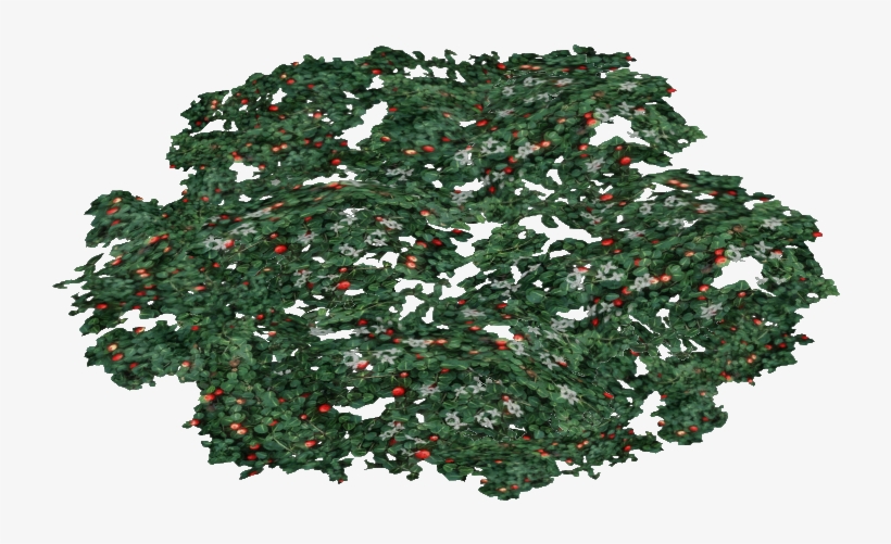 Partridge Berry - Illustration, transparent png #3129345