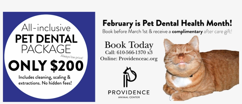 National Pet Dental Health Month - Cat Grabs Treat, transparent png #3130382