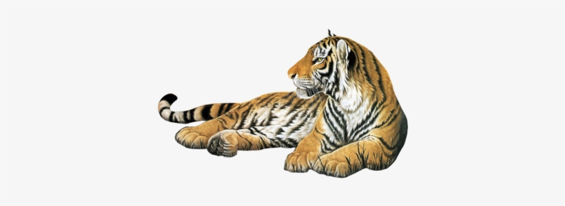 Deviantart, Png, And Tiger Image - Cool Boyes Tiger Floral Soft Friendly Insulated Lunch, transparent png #3130682