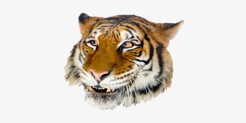 Grft Smile - Draw Giant Realistic Flying Tiger, transparent png #3130729