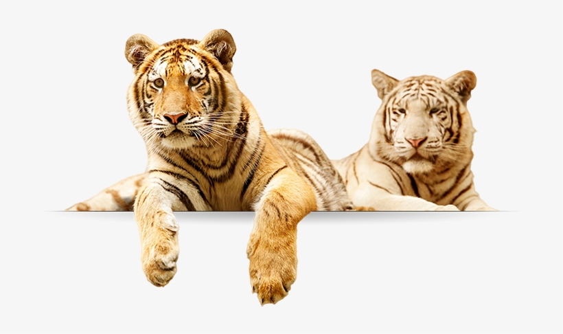 Tigers - Tiger Family Png, transparent png #3130750