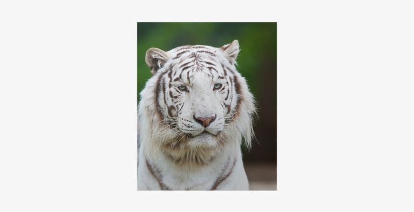 Bengal Tiger, transparent png #3130773