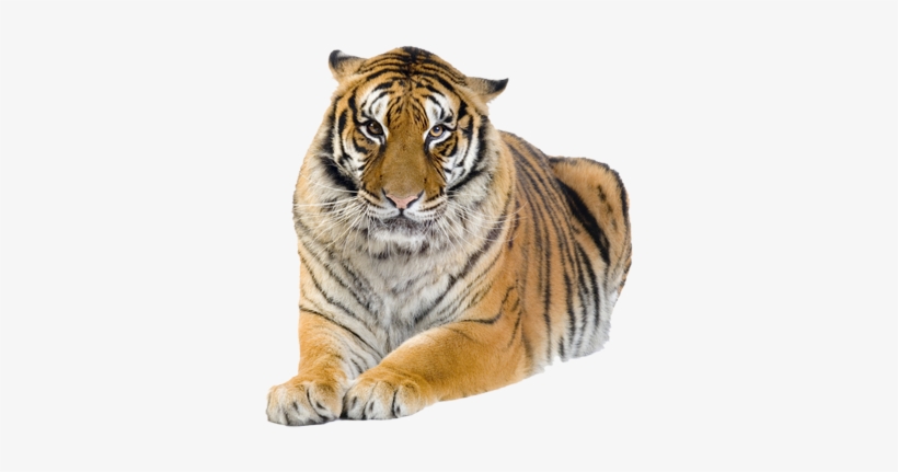 Tiger - Tiger Kindersay, transparent png #3131022