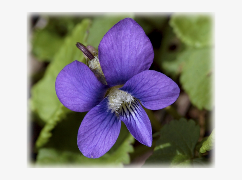 Viola Odorata - Violet, transparent png #3131040
