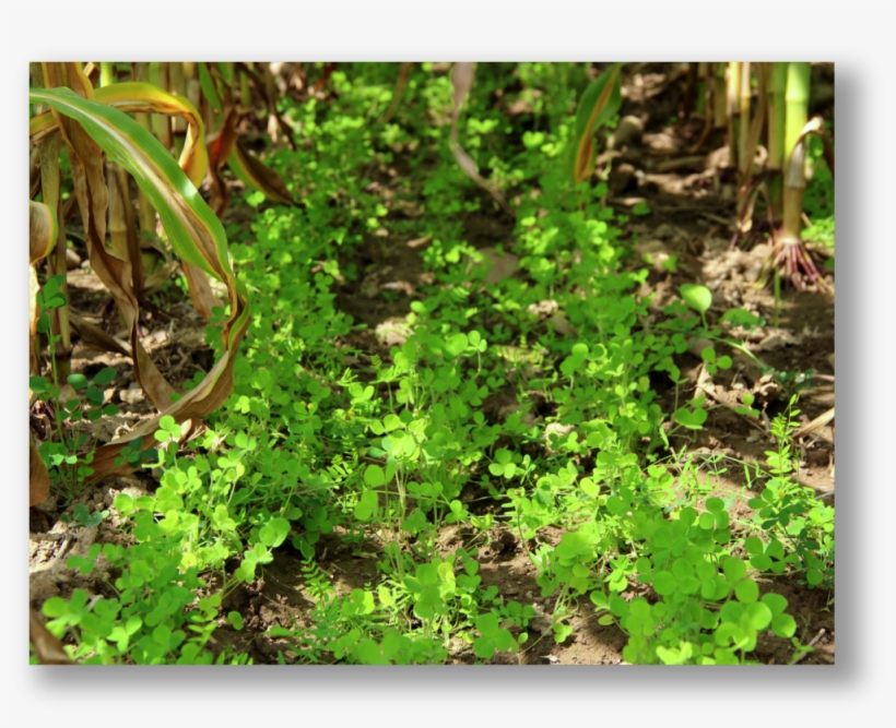 Applied Agroecology - Crimson Clover, transparent png #3131128