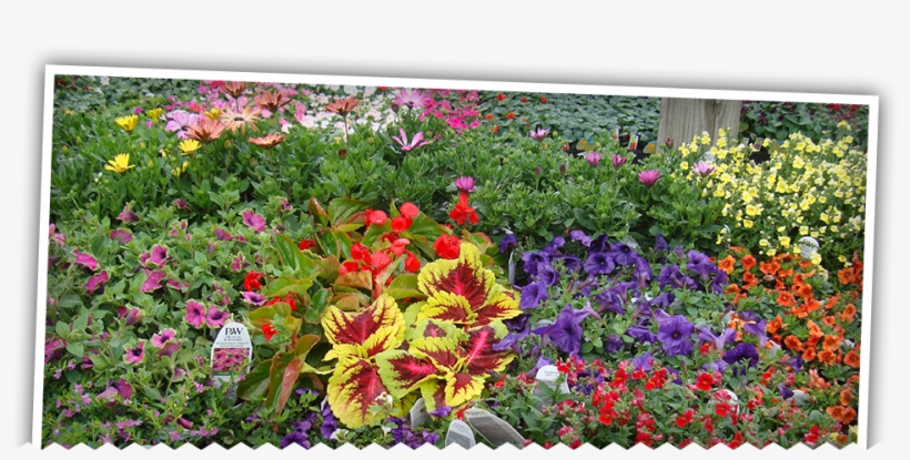 Image - Viola, transparent png #3131151