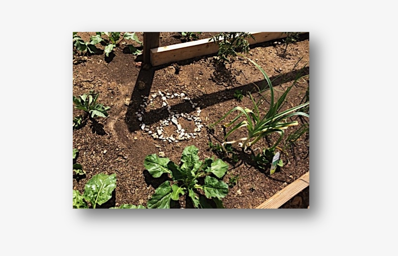 My 5 Tips To Green Your Plate - Plate, transparent png #3131178