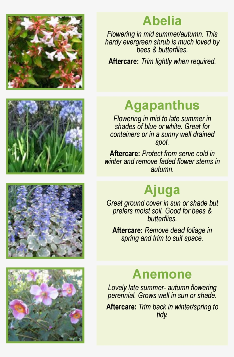 Abelia Flowering In Mid Summer-autumn - Agapanthus Plants, transparent png #3131194