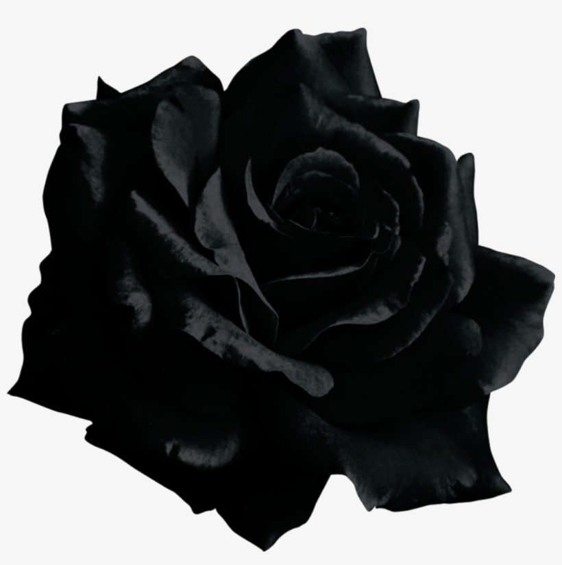 Black Rose Transparent, transparent png #3131283