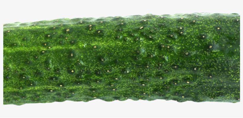 Cucumber Png Image - Cucumber Png, transparent png #3131375