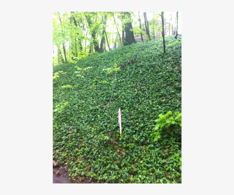 The Abundant Growth Of The Hedera Helix - Ivy, transparent png #3131401