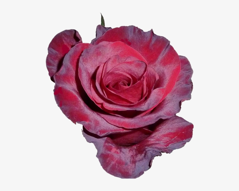 Jarro De Flores Vermelha Pétalas Png, transparent png #3131404