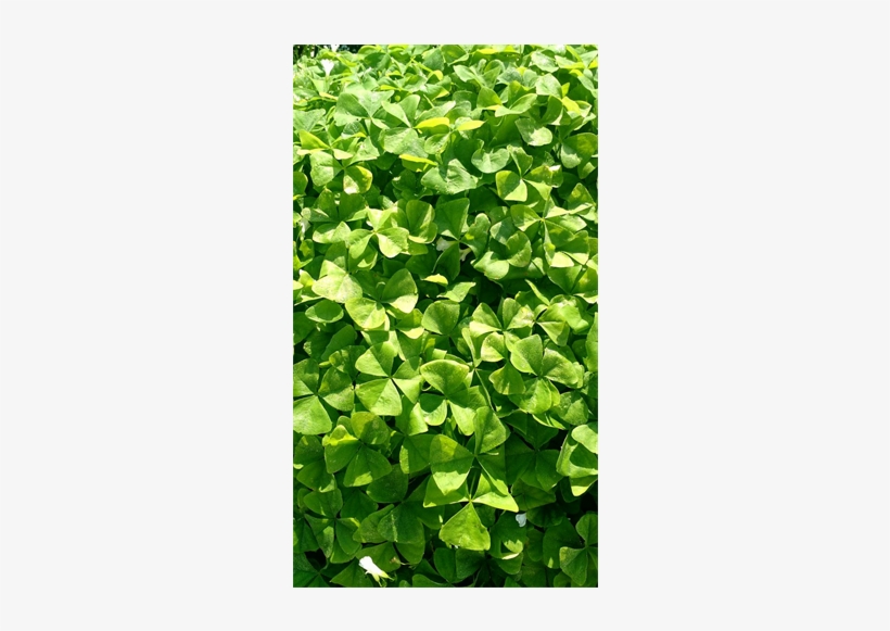 Enlarge - Oxalis Triangularis, transparent png #3131687