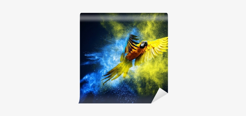 Flying Ara Parrot Over Colourful Powder Explosion Wall - Epson Sure Color S40600, transparent png #3132341