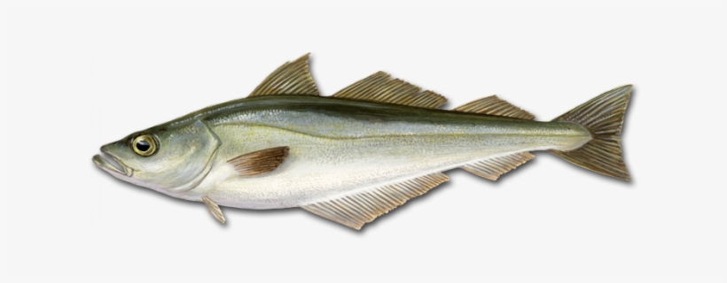 Pollack - Stizostedion Lucioperca, transparent png #3133971