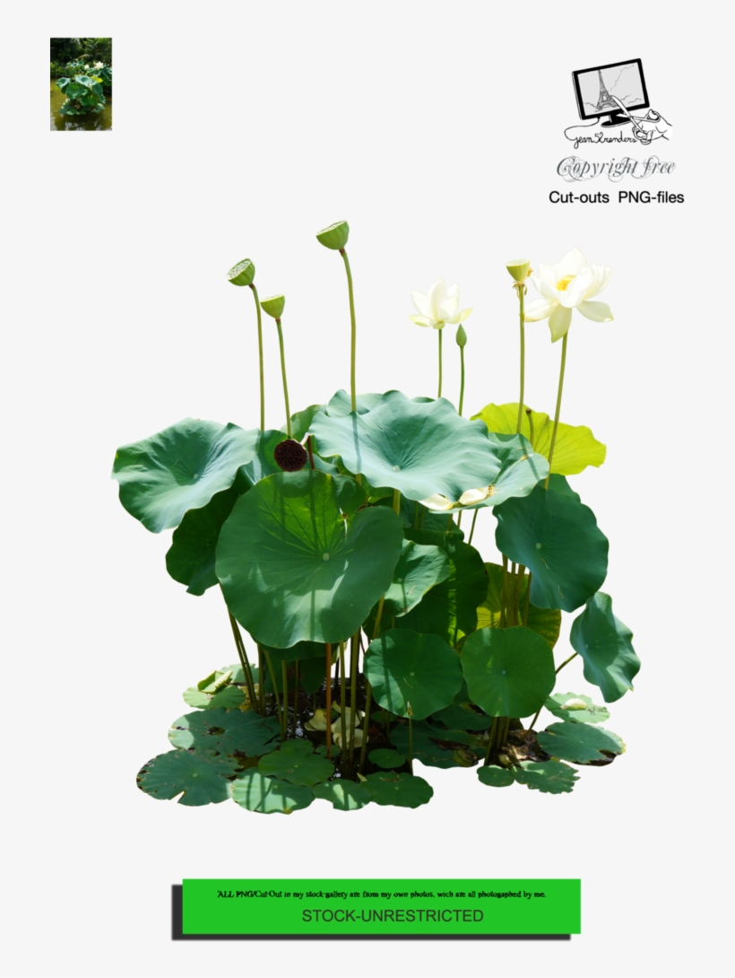 "all Png/cut Out And Pictures In My Stock Gallery Are - Sacred Lotus, transparent png #3138280
