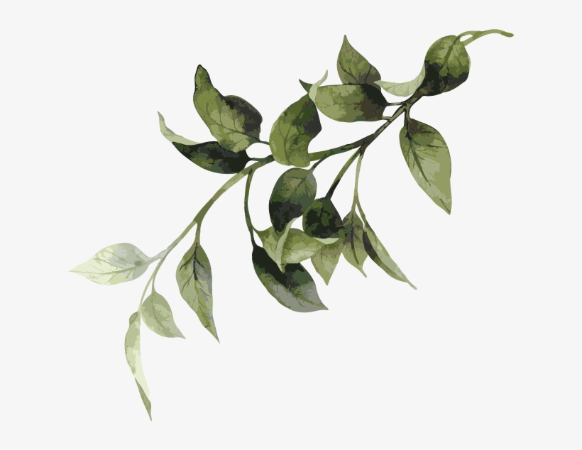 Shrubbery - Sorrow Of War [book], transparent png #3138362