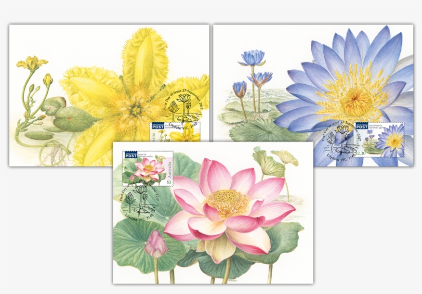 Water Plants Maxicard Set - Sacred Lotus, transparent png #3138388