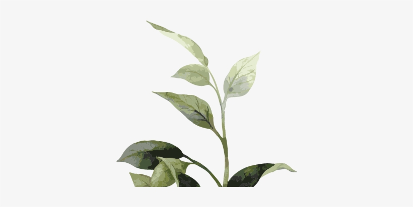 Vision Shrubbery 02 - Sorrow Of War [book], transparent png #3138510