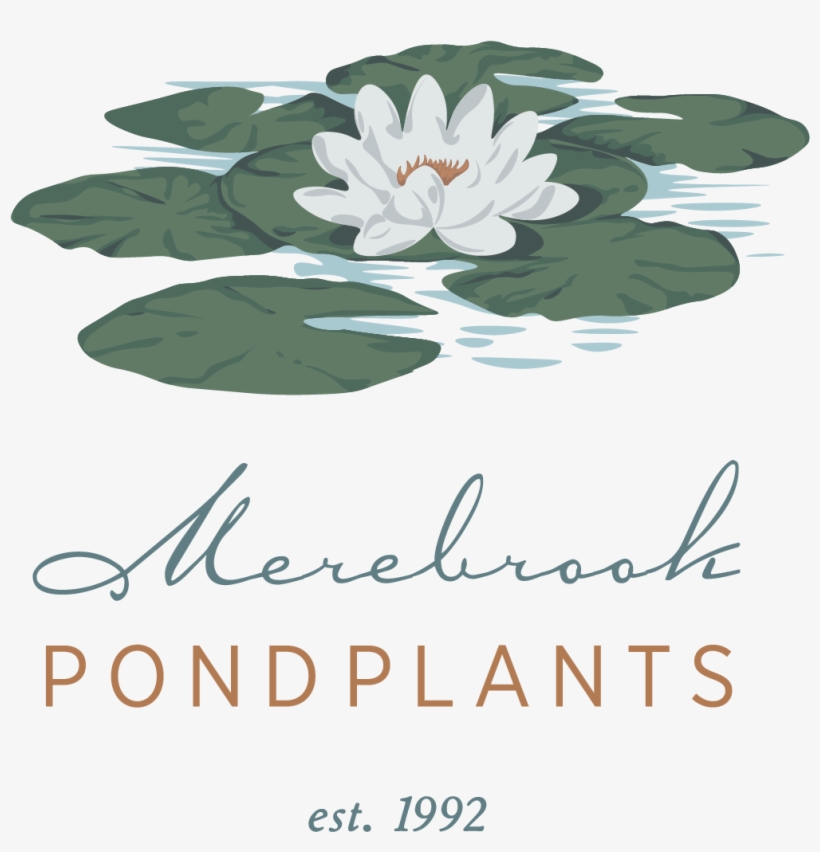 Sacred Lotus, transparent png #3138530