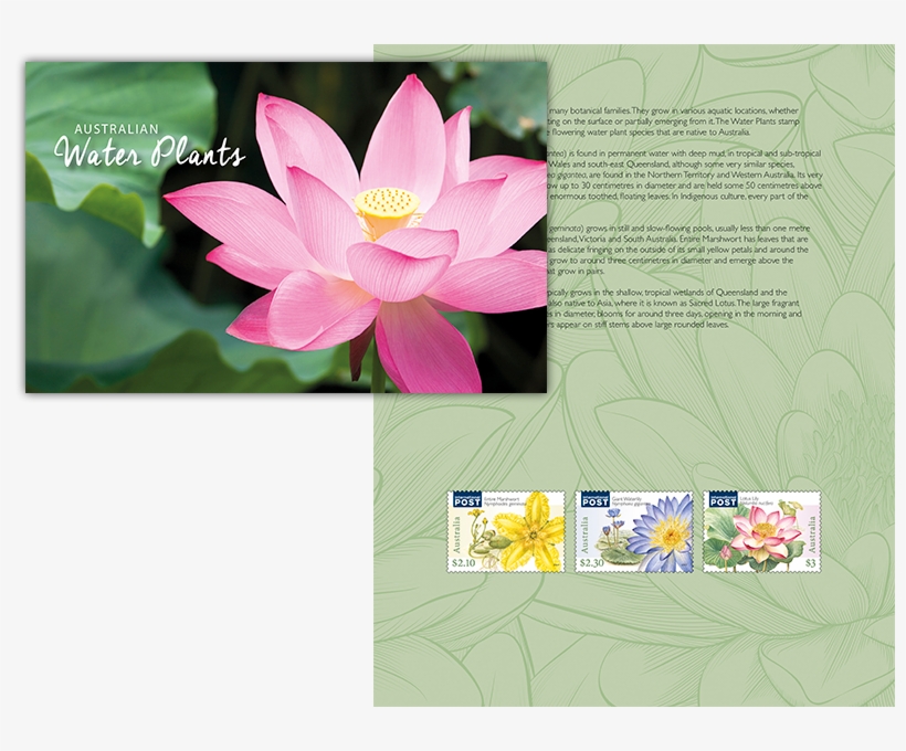 Water Plants Stamp Pack, transparent png #3138532