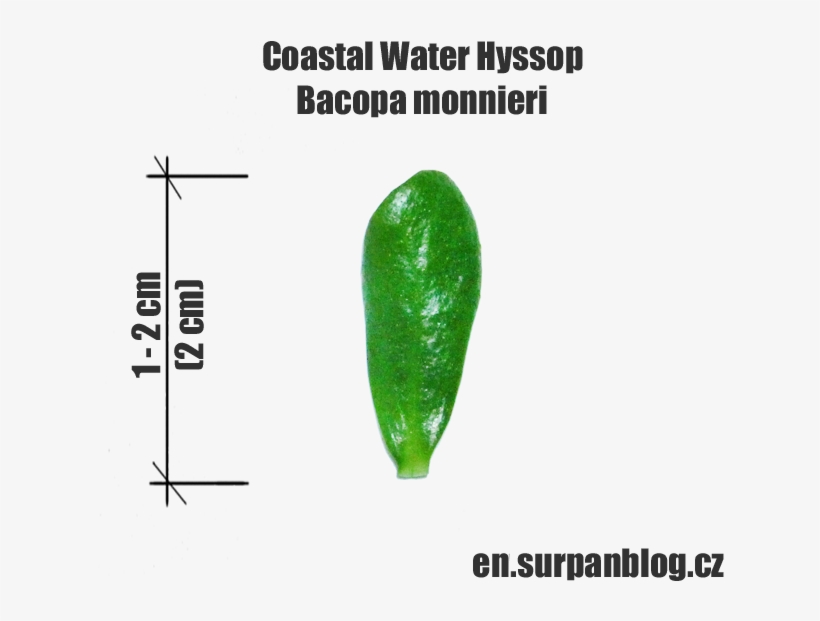 Coastal Water Hyssop - Hygroryza, transparent png #3138580